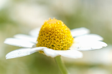 Macro selective focus of a daisy with humid water drops on its petals