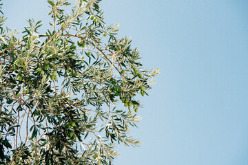 Olive Tree in Greece with VSCO Film Preset Kodak Gold 200 Contrast + - Heavy Film Process - 366480628