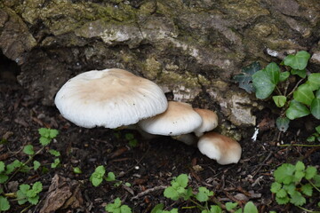 Fototapeta premium Poplar mushroom (Agrocybe aegerita) at the base of a tree, of great culinary value in some areas of Spain.