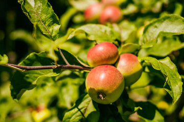 Small red apples and leaves 