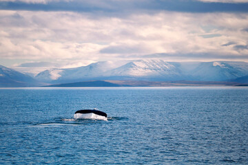 Obraz premium Ballena