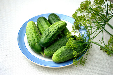 cucumbers, dill, for canning on a plate, isolate, close-up