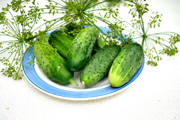 cucumbers, dill, for canning on a plate, isolate, close-up