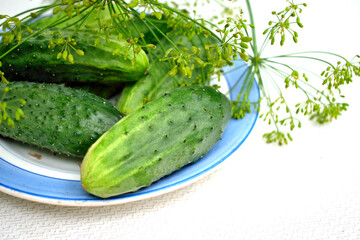 cucumbers, dill, for canning on a plate, isolate, close-up