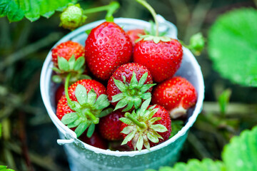 Fresh strawberries in the garden. Organic food. Healthy berries in a bowl. Red fruits.