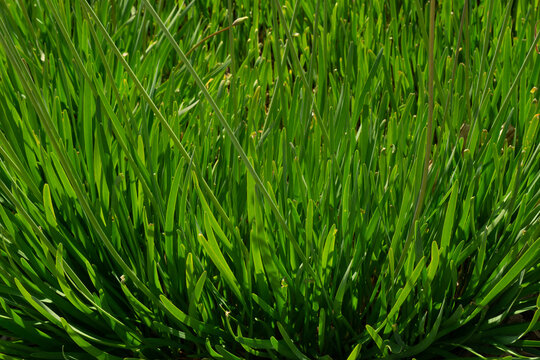 close up of tall green grass.
