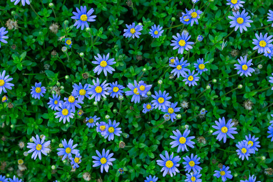 A group of violet and yellow African Daisies  in the green leaves field on the ground.