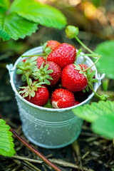 Fresh strawberries in the garden. Organic food. Healthy berries in a bowl. Red fruits.