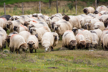 Flock of sheep grazing in a hill