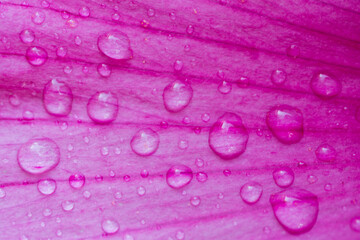 Pink hibiscus flower. © Justyna