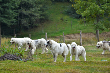 Sheep dogs watching over flock