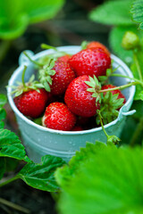 Fresh strawberries in the garden. Organic food. Healthy berries in a bowl. Red fruits.