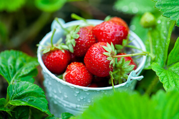 Fresh strawberries in the garden. Organic food. Healthy berries in a bowl. Red fruits.
