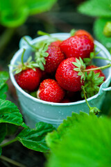 Fresh strawberries in the garden. Organic food. Healthy berries in a bowl. Red fruits.