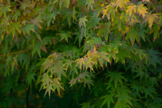 Green and yellow Maple leaves in Autumn. Landscape full frame