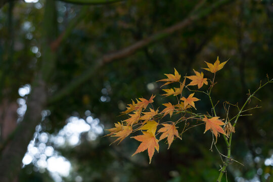 Orange and yellow leaves on the small branches are on the dark green environment  in the garden