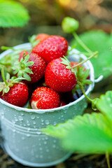 Fresh strawberries in the garden. Organic food. Healthy berries in a bowl. Red fruits.