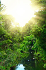 Fototapeta premium Lush trees form a green tunnel over lazy forest river on a fine summer day