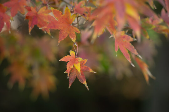 Red and yellow tip Maple leaves are hanging down from the twig looks like star on the colorful bokeh blur background in autumn season