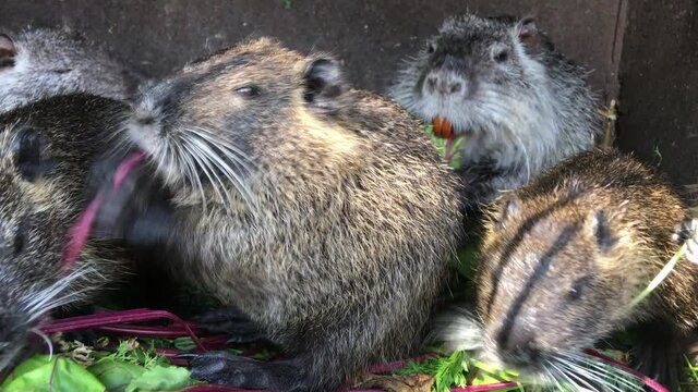 A family of homemade nutria (Latin Myocastor) sit in a cage and eat apples and leaves.