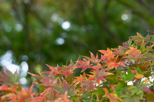 Selective focus of clear green and red Maple leaves on the foreground are on the bokeh blur green background from the tree behind. The color of plants change in Autumn. Landscape with copy space.