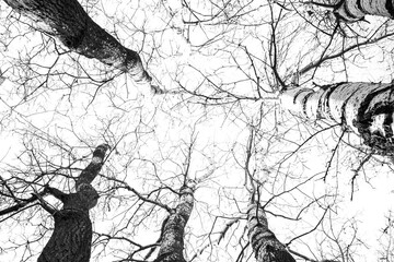 Low angle view of trees in forest b/w
