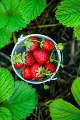 Fresh strawberries in the garden. Organic food. Healthy berries in a bowl. Red fruits.