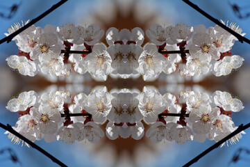 Apricot flowers surreal shaped symmetrical kaleidoscope