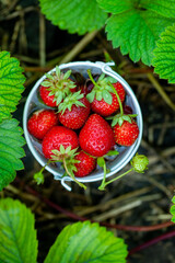Fresh strawberries in the garden. Organic food. Healthy berries in a bowl. Red fruits.
