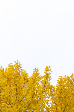 Yellow Ginkgo leaves on the branches are on the white background.