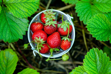 Fresh strawberries in the garden. Organic food. Healthy berries in a bowl. Red fruits.