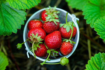 Fresh strawberries in the garden. Organic food. Healthy berries in a bowl. Red fruits.