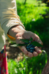 Woman holding a handful of honeysuckle berries, closeup view