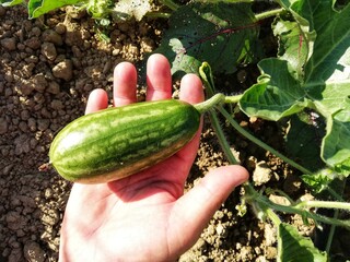 Obraz premium Small watermelon in the farmer's hand