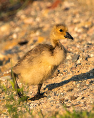 Canadian Geese stock photos. Image. Picture. Portrait. Baby bird.