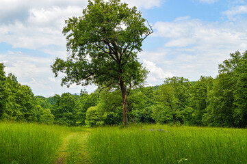 tree on a meadow