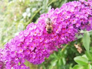 Flieder Biene