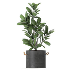 Frangipani tree in a concrete pot on white background	
