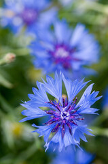 Blue cornflower.  Closeup