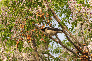 bird on a tree