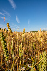 Wheat field on the South Downs