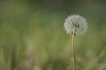 
White fluffy dandelion on a green background.