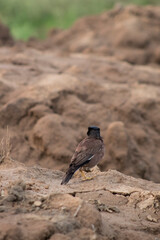 Beautiful Common Myna sitting on Rock