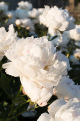 Pink and white peony in the garden 