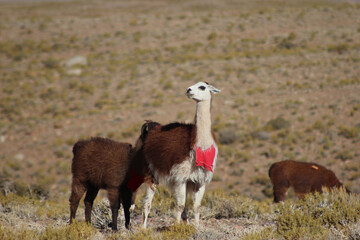 Lhamas com enfeites no deserto do Atacama, chile