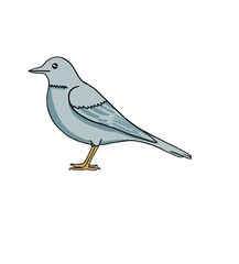 Pigeon
