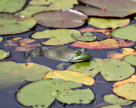 Frog photo stock. Frog sitting on a water lily leaf in the water displaying green body, head, legs, eye in its environment and surrounding. Image. Picture. Portrait.