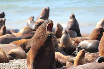Leões marinhos deitados na praia 