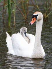 A swan carries a small gray chick on its back