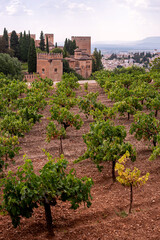 Fototapeta na wymiar Generalife vineyards around the Alhambra complex in Granada